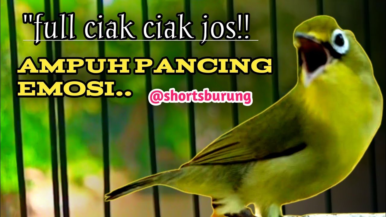 MASTERAN KECIAL KUNING LOMBA SUARA CIAK CIAK JOSS || TERAPI KECIAL KUNING MALAS BUNYI
