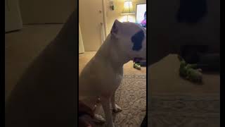 Adorable Dogo Argentino Cuddles Up to Girl shorts