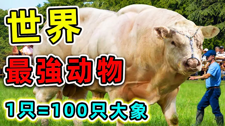 世界10种最强壮动物，100只大象加一起都不是对手，轻松推动1000倍自身体重。|#世界之最top #世界之最 #出类拔萃 #脑洞大开 #top10 #最强动物 - 天天要闻