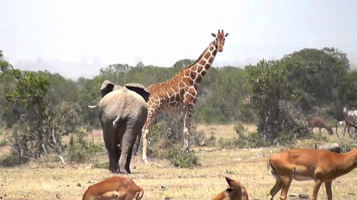 Angry Elephant chases Giraffes