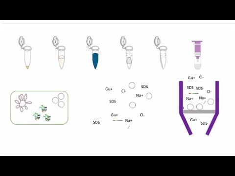 Plasmid Purification