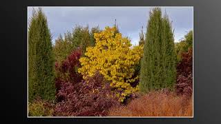 2025 Heatherwood Fall Colors #2