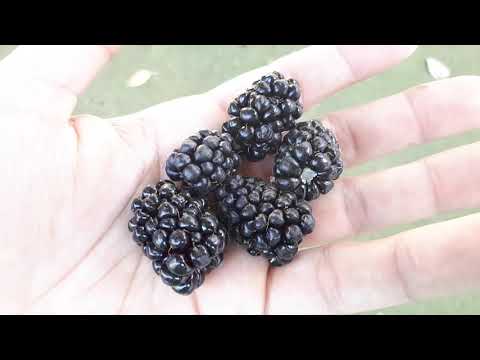 Boysenberry plant - grow, care & harvest (Eat a lot)
