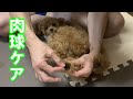 犬と夜散歩　肉球マッサージケア　【トイプードルのリオン】【toy poodle】【犬】【dog】