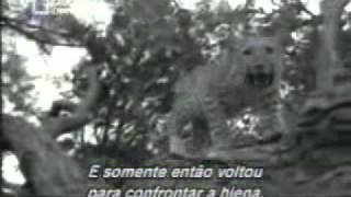 Гепард убивает обезьяну,потом замечает её детёныша и(, 2011-07-14T09:04:07.000Z)
