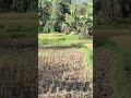 Beautiful rice Terraces in Bohol, Philippines🇵🇭