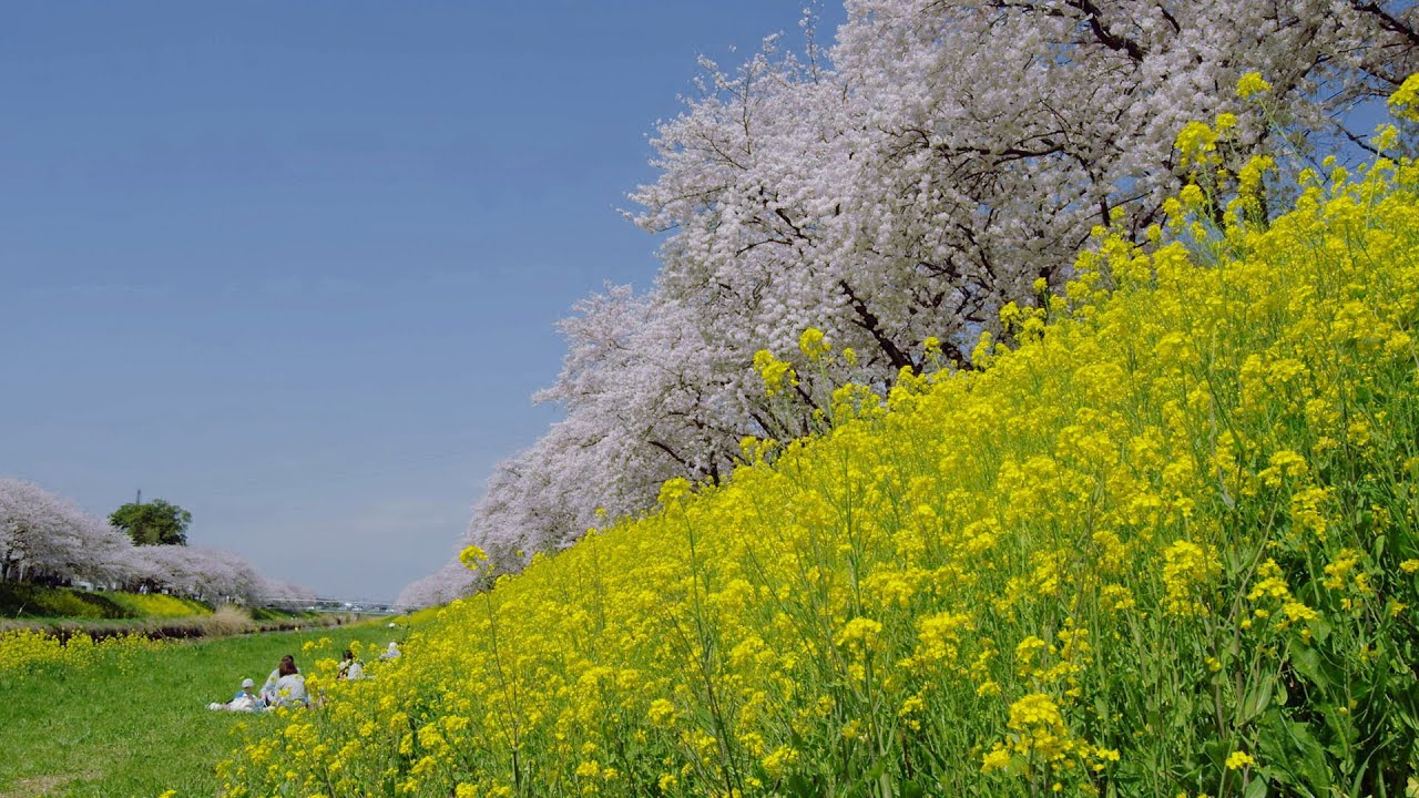 4K Ultra HD ]菜の花と桜並木 Row of Cherry Blossom Trees with Rape