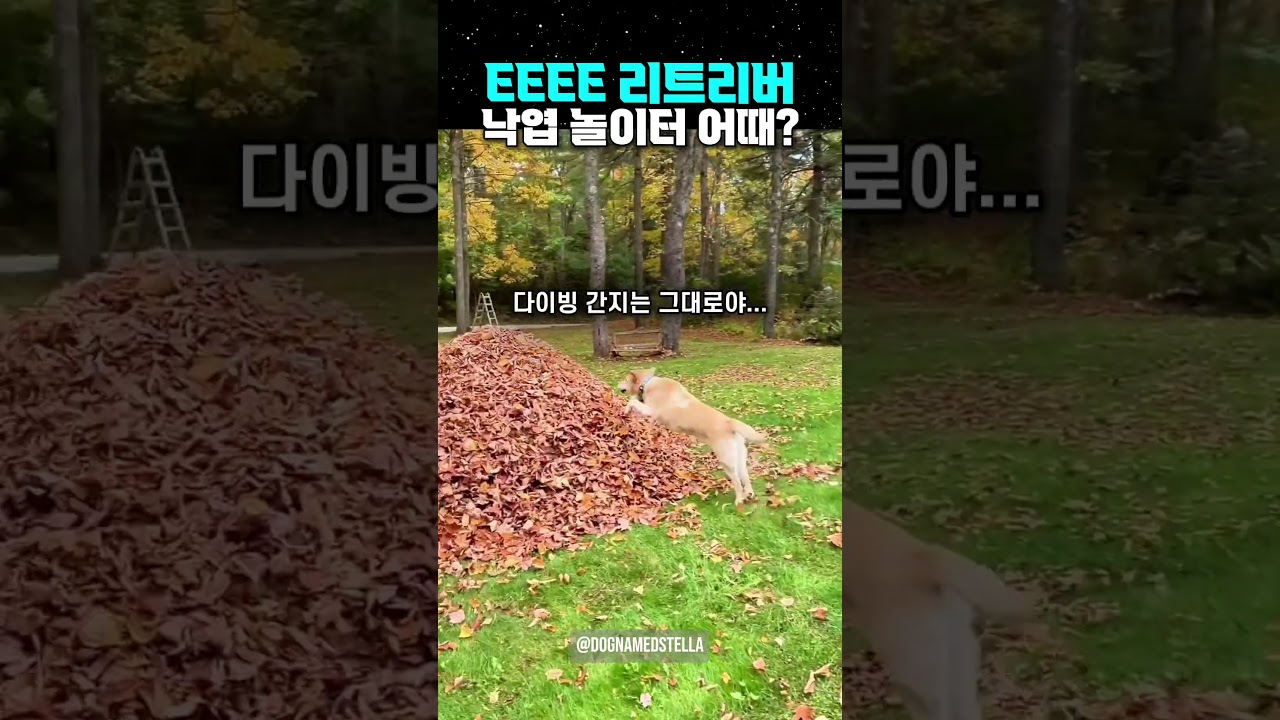 극EEEE 리트리버 낙엽 놀이터 어때?