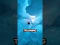 Rescue Dog Passes His Avalanche Test #shorts #dog