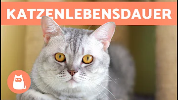 Wie können Katzen länger leben?