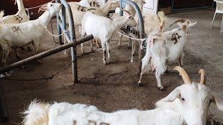 Goat Milk:- Future Prospectus in Upcoming Days