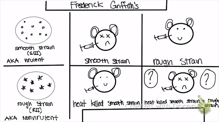 Griffith and Avery's Experiment | Discovery of DNA...