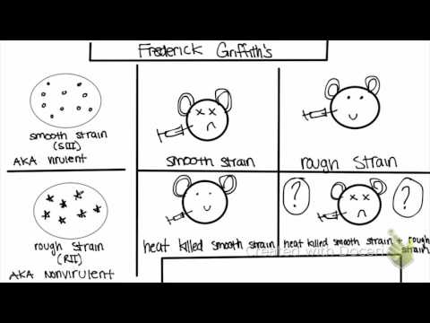 Griffith and Avery&rsquo;s Experiment | Discovery of DNA as Genetic Info Carrier