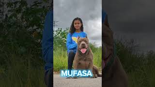 Pitmonster Mufasa Mks