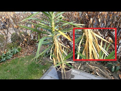 Video: Yucca-Pflanzenblätter werden braun - Pflege einer Yucca-Pflanze mit braunen Blättern