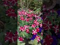 #flower #viralvideo #likeandsubscribe
