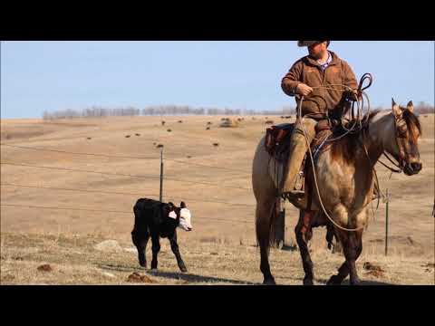 Cisco Texbarnanza (Floyd) Lot # 58- Consigned by Swenson Martin Horse & Cattle Co