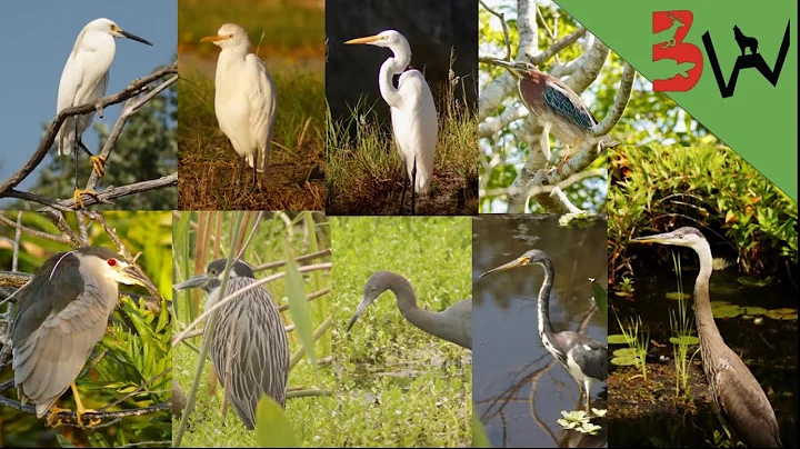 The Herons of America!