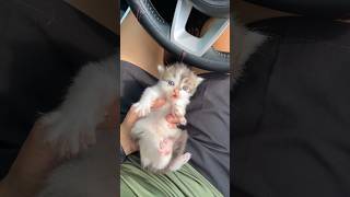 Cute kitten rescue compilation #catvideos #cat #kitten #rescuecat #kucing