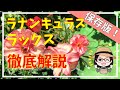 欲しい方、迷っている方、必見！購入～夏越し～再開花まで徹底解説/置き場所/植え付け/水やり/肥料/病害虫対策/株分け【ラナンキュラスラックス】
