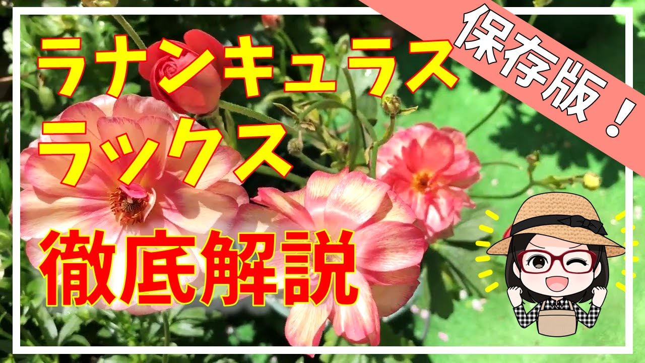 A must-read for those who want to buy or are undecided! A thorough