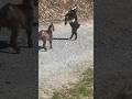 Dueling Dwarfs And Unbothered LaMancha Goats Nigeriandwarf Lamancha Homestead Dueling Dwarfs And Unbothered LaMancha Goats Nigeriandwarf Lamancha Homestead