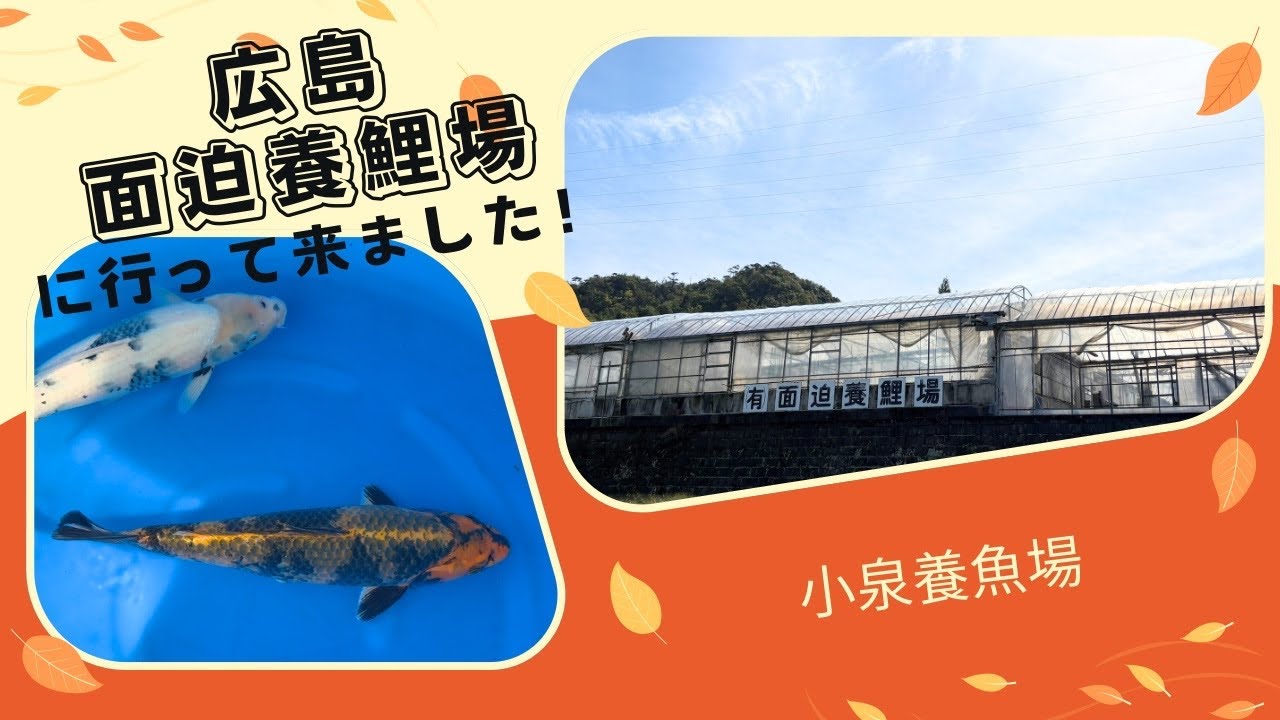 【面迫養鯉場】広島　面迫養鯉場に仕入れに行って来ました！