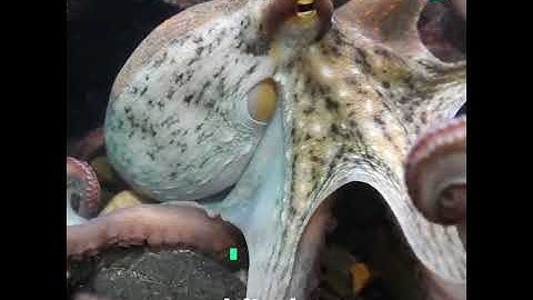 Sea Creatures May Go Blind from Climate Change