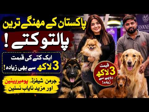 Pakistan Ke Mehngay Tareen Paltoo Kuttay! | Dastak TV