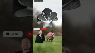 Gabbar Pitbull Subscribe Karo Yarr.