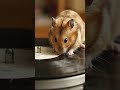 Genius Rat at Work 🐀⚡This Rat is More Creative Than Humans 🐀✨