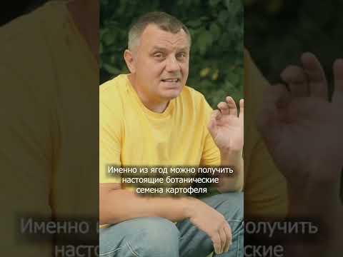 Картофель из семян - как вырастить супер элиту своими руками #дачныйагроном #садиогород #shorts