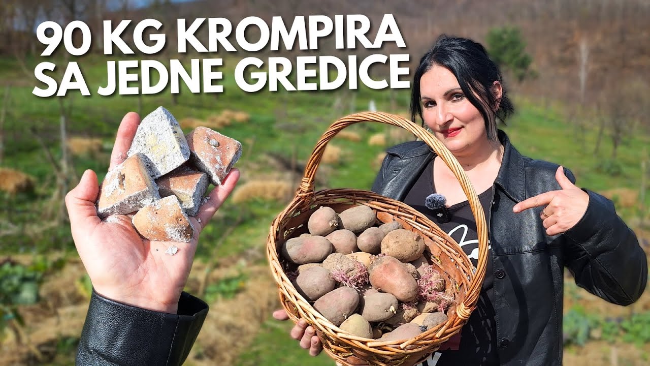 Все условия для обильного урожая КАРТОФЕЛЯ