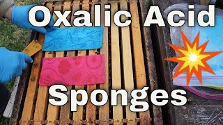 💥Making Randy Oliver's Oxalic Acid Sponges!!