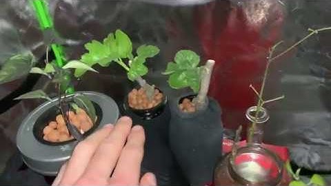 Hydroponic Fig Trees?!? Kratky? NFT? Rooting and Transplanting Fig Cuttings
