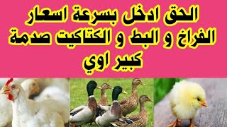 اسعار الفراخ اليوم _ اسعار البط و الكتاكيت اليوم ١٢/ ٨/ ٢٠٢٣