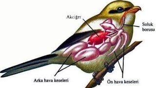 Üst Solunum Yolu Enfeksiyonları Crd Ve Hava Akarlari