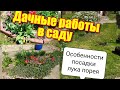 Дачные хроники/секрет высадки лука порея/что делать с дикой кошкой...