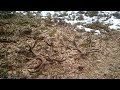 #15-22 Поиск рогов в Налибокской пуще, март 2022, zrzuty poroże jelenia 2022, 5 tyk