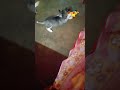 For sale siberian husky dog 9836733096 ) #trending #shortvideo