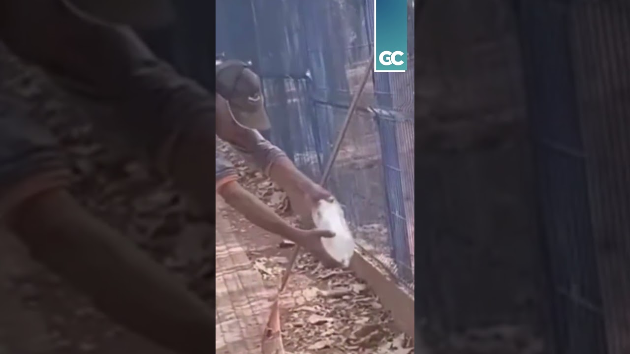 Trabalhador tenta dar água a lagarto e é mordido em dedo em MT