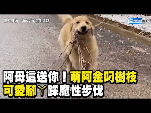 阿母這個送你！萌阿金叼樹枝當禮物 可愛腳ㄚ踩魔性步伐