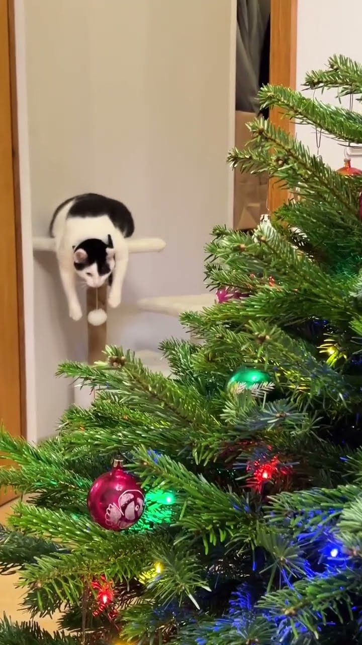 Funny  kitten top ????????????