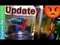 My petsitter killed my betta fish