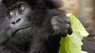 Baby Mountain Gorilla | Gorillas Revisited with Sigourney Weaver | BBC Earth