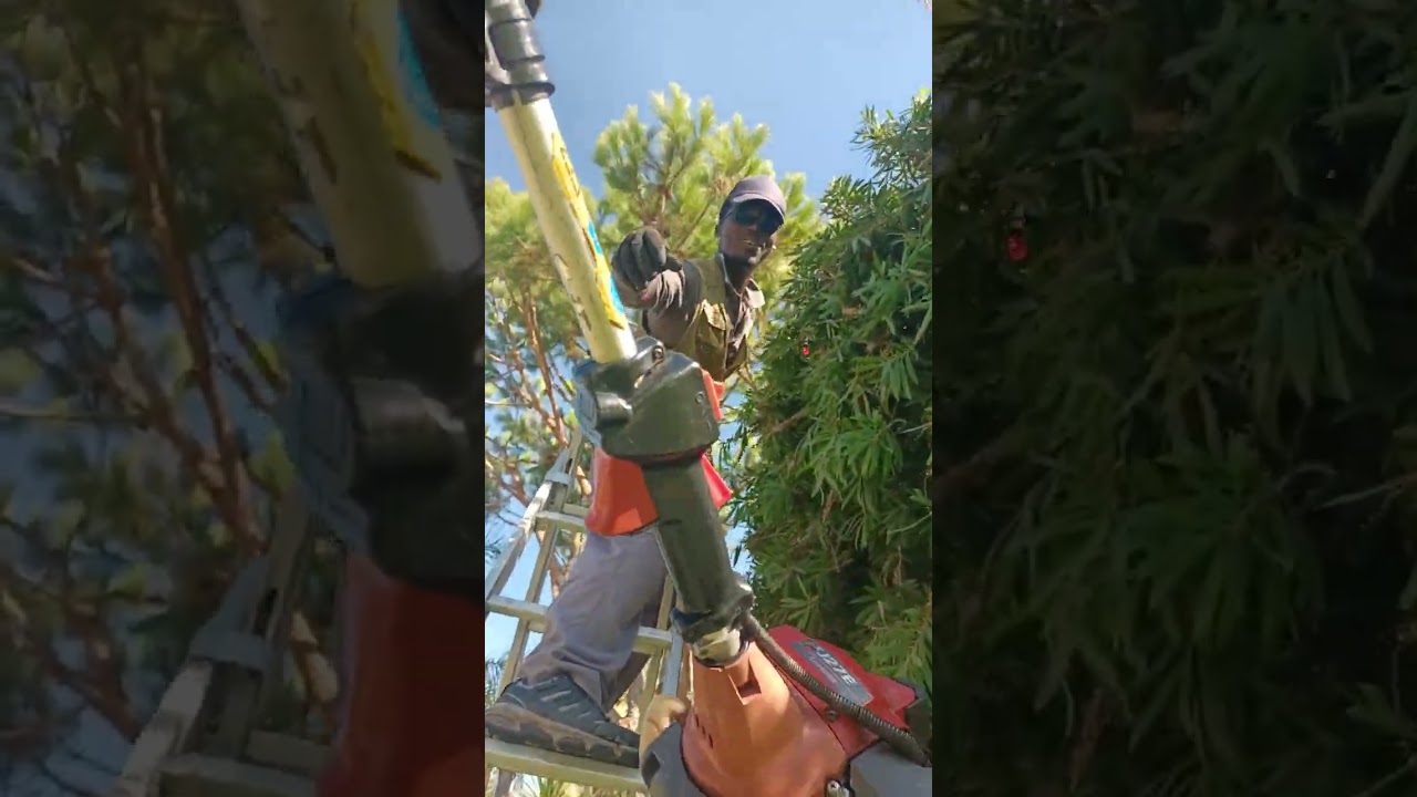 Practical Gardening solution, hedge cut. #Gardenlifestyle #Gardentips #Gardenwalk #Nature $landscape