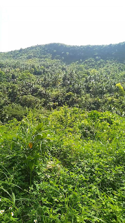 forest #music #instrumental #relaxingmusic #shortvideo