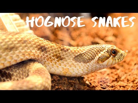 Video: Dokážete udržet hady hognose pohromadě?