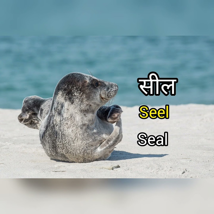 SEAL MEANING IN HINDI WITH PICTURE AND SOUND SEAL MATLAB KYA HAI seal-meaning-in-hindi-seal-english-to-hindi-seal-ka-matlab-kya-hota
