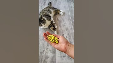 Cat Tommy with Beads 🟡💍 |Reverse Video #shorts #viralshorts